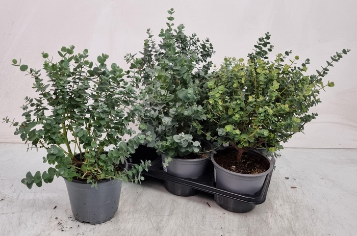 <h4>EUCAL GUNNII</h4>