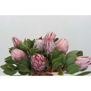 Protea Cynaroides