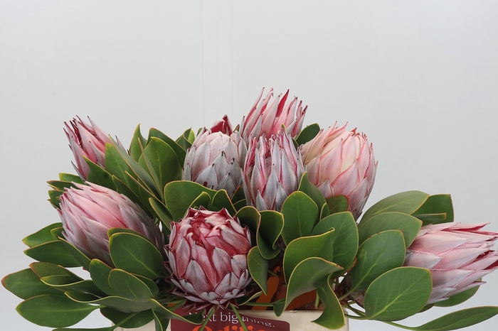 <h4>Protea Cynaroides</h4>
