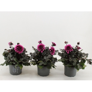 Dahlia (Miscellaneous Grp) Gardenet