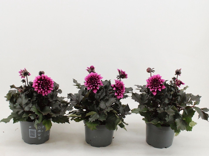 <h4>Dahlia (Miscellaneous Grp) Gardenet</h4>