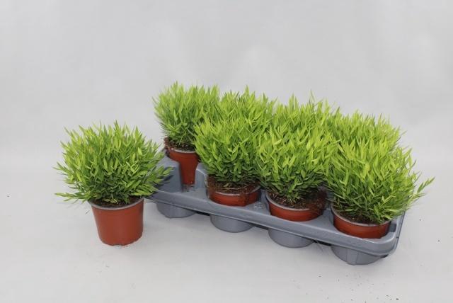 <h4>POGO MONICA</h4>