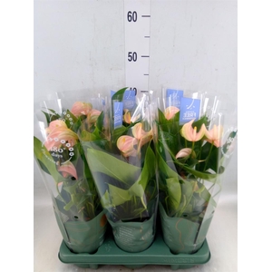 Anthurium andr. 'Joli Peach'