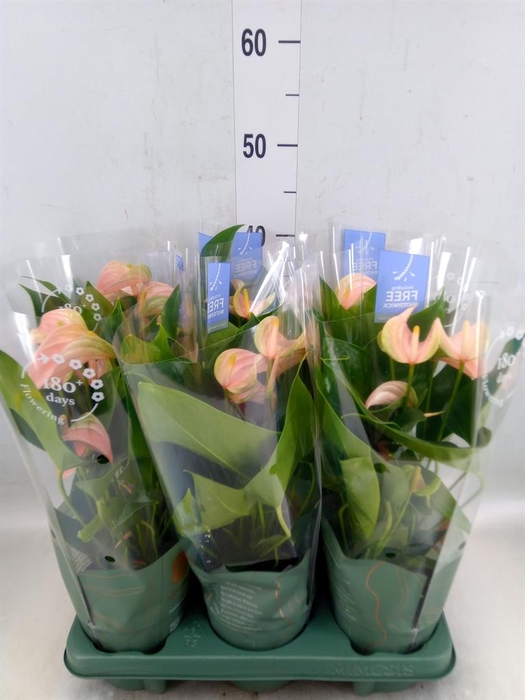 <h4>Anthurium andr. 'Joli Peach'</h4>