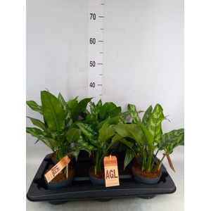 Aglaonema  'Maria'