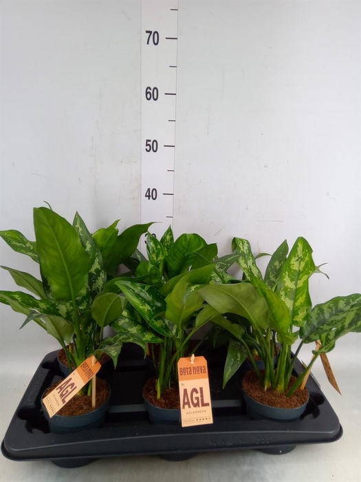 <h4>Aglaonema  'Maria'</h4>