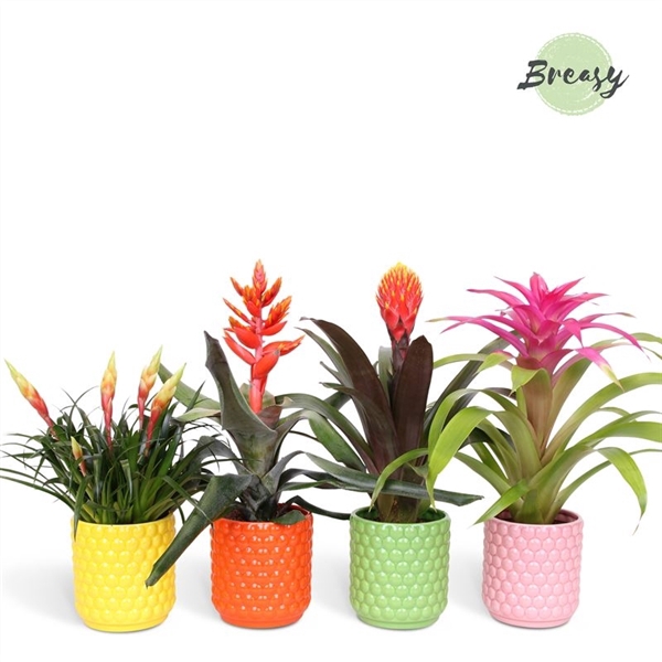 <h4>Bromelia Royal Happy - 12cm in Siena | Mimesis</h4>