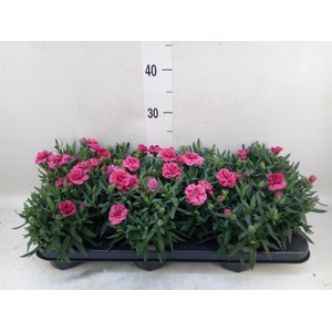 Dianthus  'Super Trouper Oscar'
