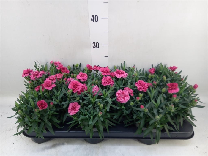 <h4>Dianthus 'Super Trouper Oscar'</h4>
