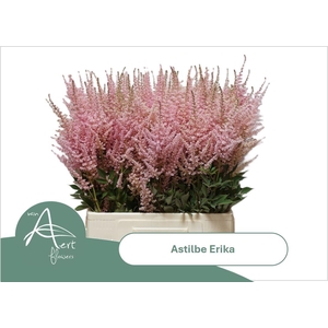 ASTIL AR ERIKA