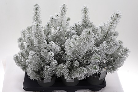 <h4>Zz Pinus Silver Crest Sneeuw</h4>