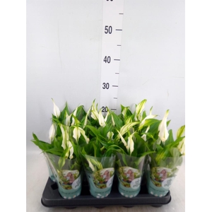 Spathiphyllum  'Pearl Cupido'