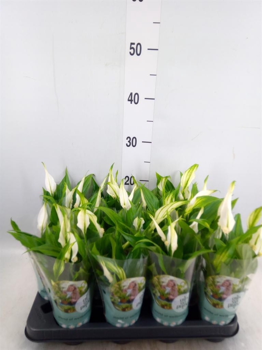 <h4>Spathiphyllum  'Pearl Cupido'</h4>