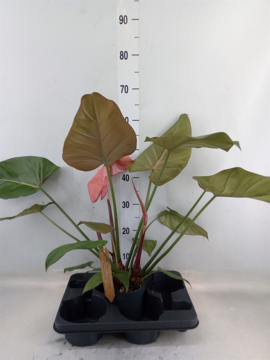 <h4>Philodendron   ...</h4>