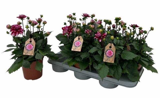 <h4>DAHL D M CHERRY BLAS</h4>