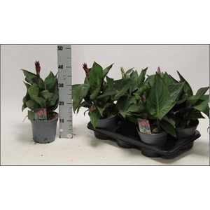 CANNA KRETA