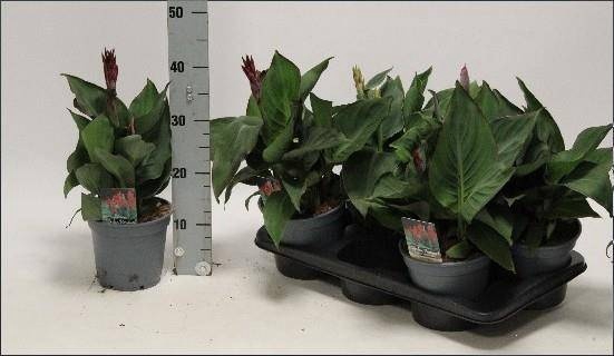 <h4>CANNA KRETA</h4>