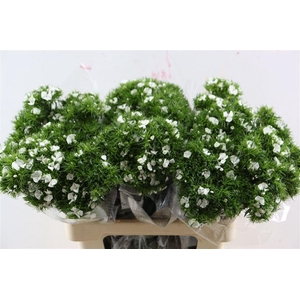 Di Barb Breanthus Hera Wite