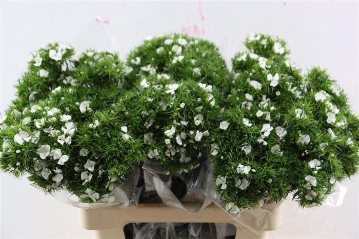 <h4>Di Barb Breanthus Hera Wite</h4>