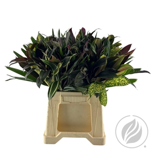 Floral Q Mix