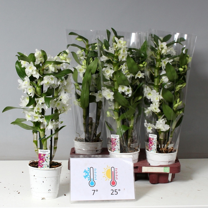 <h4>DENDR N SC APOLLON</h4>