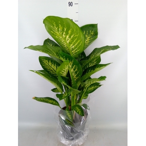 Dieffenbachia seg. 'Reeva'