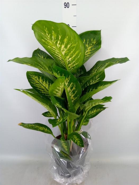 <h4>Dieffenbachia seg. 'Reeva'</h4>