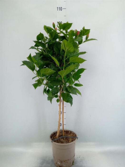 <h4>Hibiscus rosa-sin. 'Sunny Bordeaux'</h4>