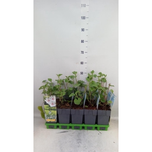 Lavatera  'Barnsley'