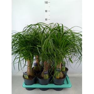 Beaucarnea recurvata