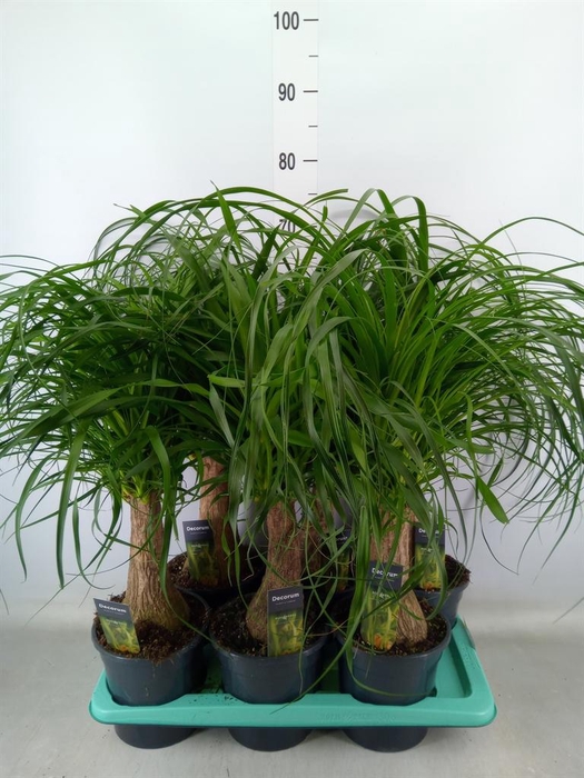 <h4>Beaucarnea recurvata</h4>