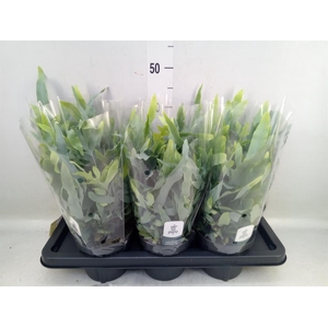 Phlebodium aureum 'Blue Star'