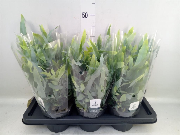 <h4>Phlebodium aureum 'Blue Star'</h4>