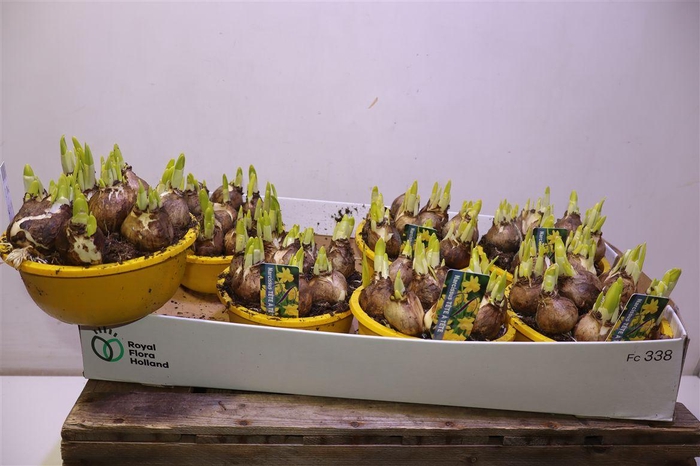 <h4>Narc O Tete A Tete</h4>