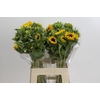 Helianthus Orange Fire