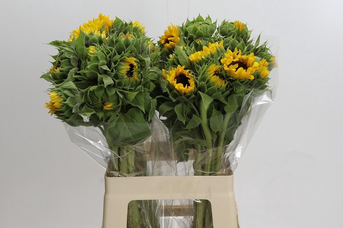 <h4>Helianthus Orange Fire</h4>