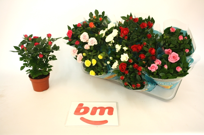 <h4>RO B MONDE GEM 7 SRT</h4>