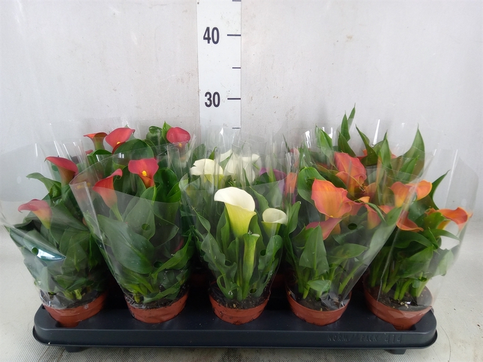 Zantedeschia   ...mix