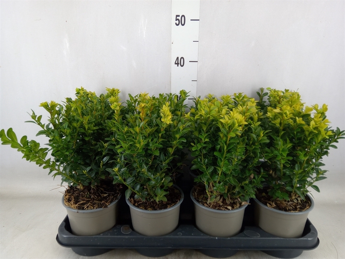 <h4>Buxus semp.   ...</h4>