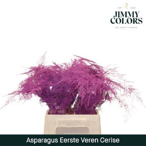 Asparagus 1ste Cerise
