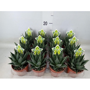 Aloe aristata 'Tiki Tahi'