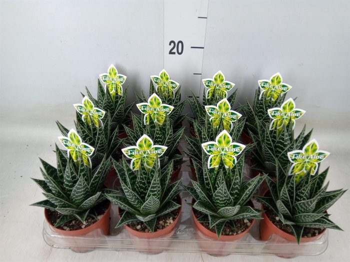 <h4>Aloe aristata 'Tiki Tahi'</h4>