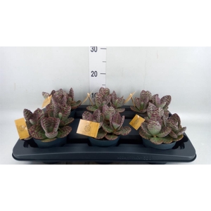 Kalanchoe humilis 'Surpris Desert'