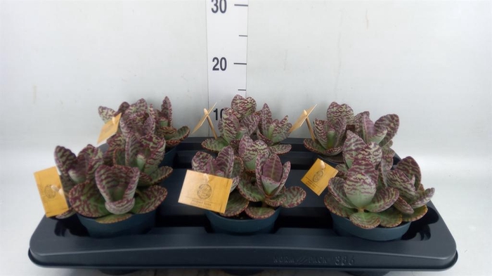 <h4>Kalanchoe humilis 'Surpris Desert'</h4>