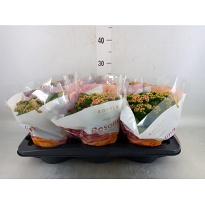 Kalanchoe blos. 'RosDon Nando'