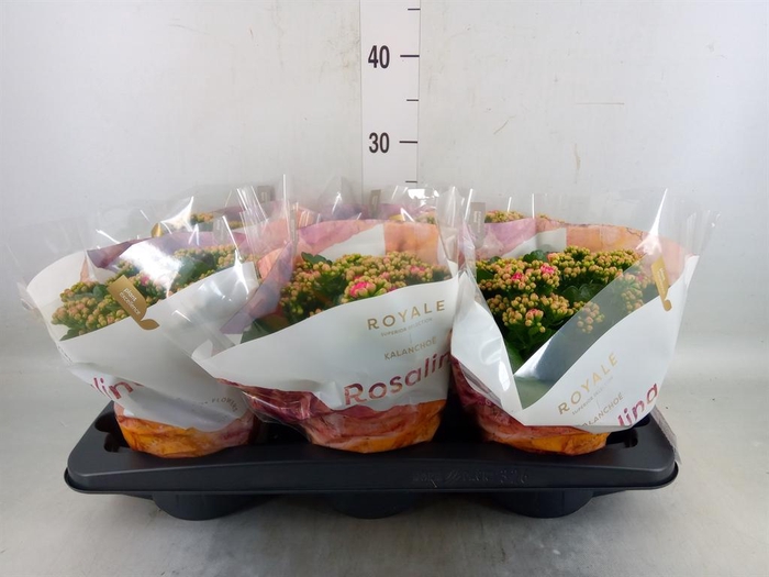 <h4>Kalanchoe blos. 'RosDon Nando'</h4>