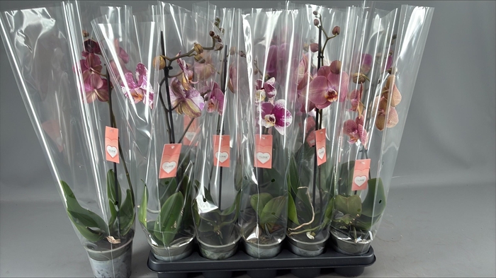 <h4>PHAL OV ROZE</h4>