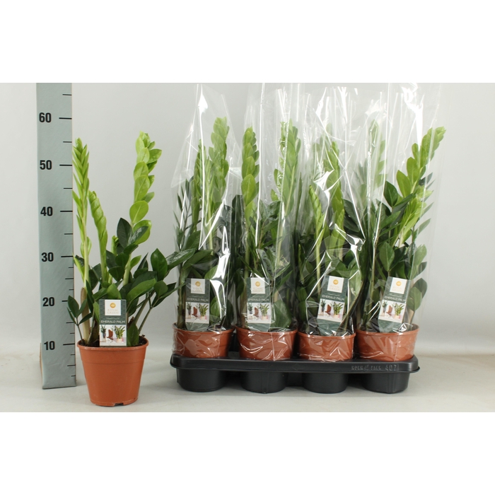 <h4>ZAMIO ZAMIIFOLIA</h4>