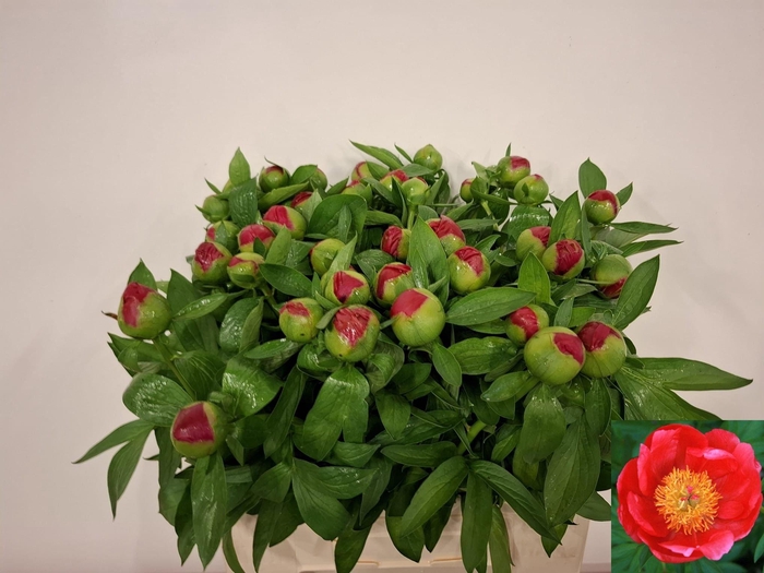 <h4>PAEO HH FLAME</h4>