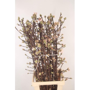 Viburnum Bodn Ch Lamont